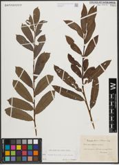 Foto von Salix appendiculata Vill. x Salix purpurea L.